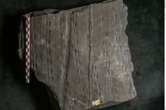 Foto (Detailansicht) von Sigillaria alternaus Lindl. et H. (NHMW-GEO-2024-0188-11230)
